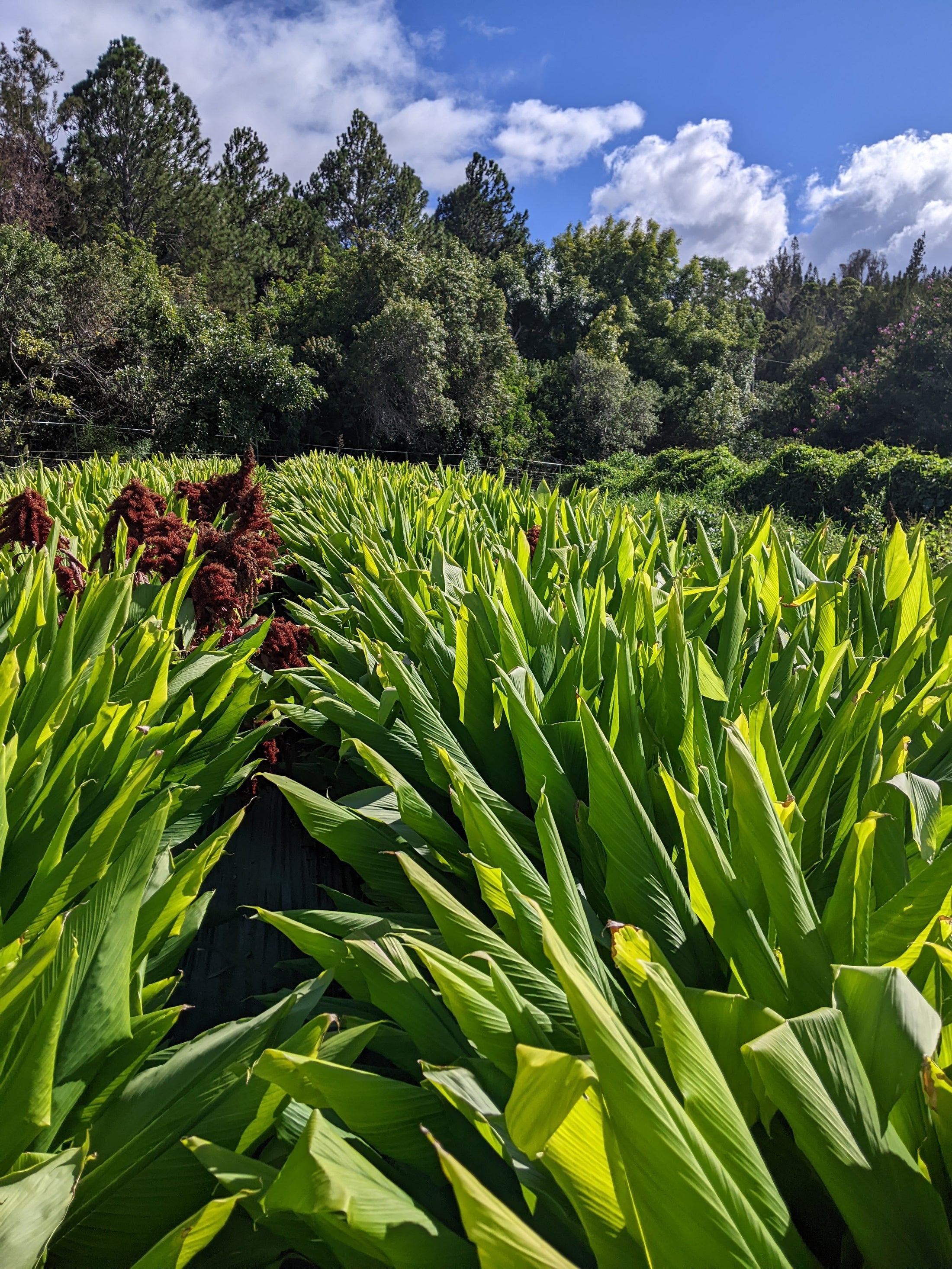 Upcountry Maui at dusk, where the plants are grown